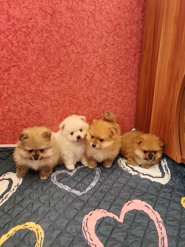 Померанский шпиц щенки. - Вся Беларусь - 235145 - Доска объявлений Kupika.by - Фото 2