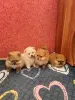 Померанский шпиц щенки. - Вся Беларусь - 235145 - Доска объявлений Kupika.by - Фото 2