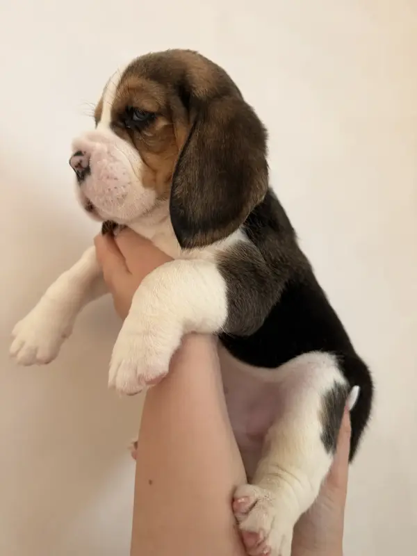 Собаки - Бигль щенки - Вся Беларусь - Фото 4 Бигль щенки - Вся Беларусь - 234233 - Доска объявлений Kupika.by - Фото 4