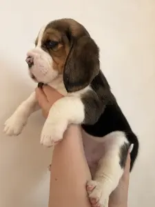 Бигль щенки