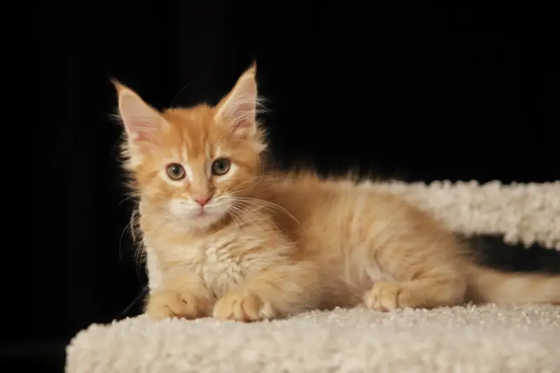 мальчик мейн-кун - Вся Беларусь - 232149 - Доска объявлений Kupika.by - Фото 7