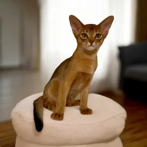 Абиссинский котёнок, мальчик