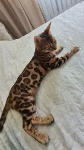 Бенгальские котята. Бенгал .бронирование