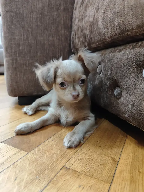 Мальчик чихуахуа красивого окраса - Вся Беларусь - 235224 - Доска объявлений Kupika.by - Фото 4