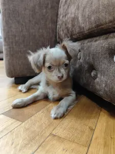 Мальчик чихуахуа красивого окраса