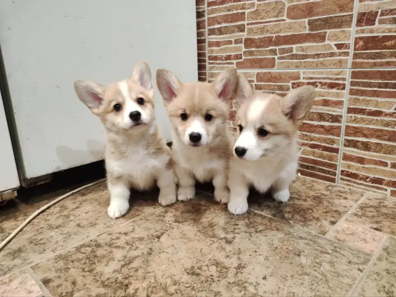 Щеночки корги