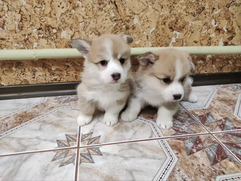 Корги щенки - Вся Беларусь - 234798 - Доска объявлений Kupika.by - Фото 3