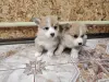 Корги щенки - Вся Беларусь - 234798 - Доска объявлений Kupika.by - Фото 3