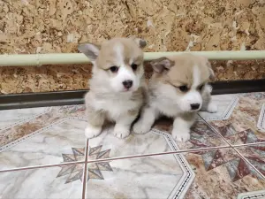 Корги щенки