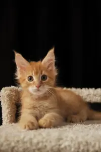 мальчик мейн-кун