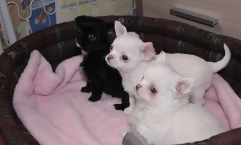 Щенки чихуахуа - Вся Беларусь - 234321 - Доска объявлений Kupika.by - Фото 8