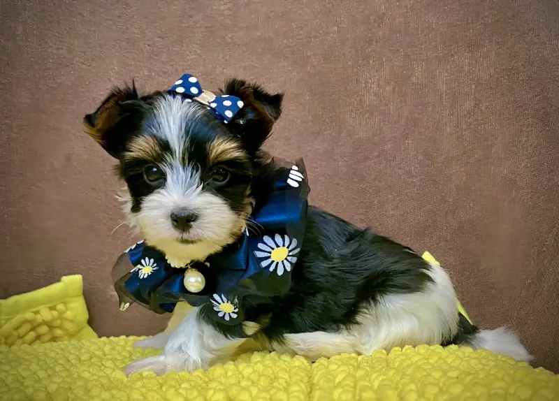 Бивер йоркширский терьер