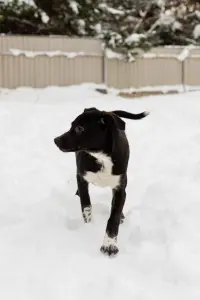 Собаке Крошечке очень нужен дом