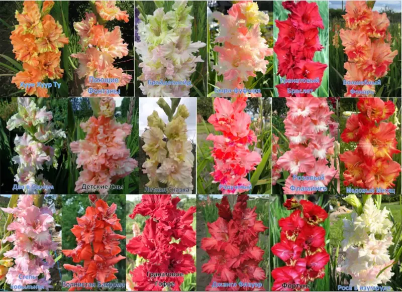 Семена и луковицы - Сортовые гладиолусы Российской и зарубежной селекции - Вся Беларусь - Фото 8 Сортовые гладиолусы Российской и зарубежной селекции - Вся Беларусь - 231779 - Доска объявлений Kupika.by - Фото 8
