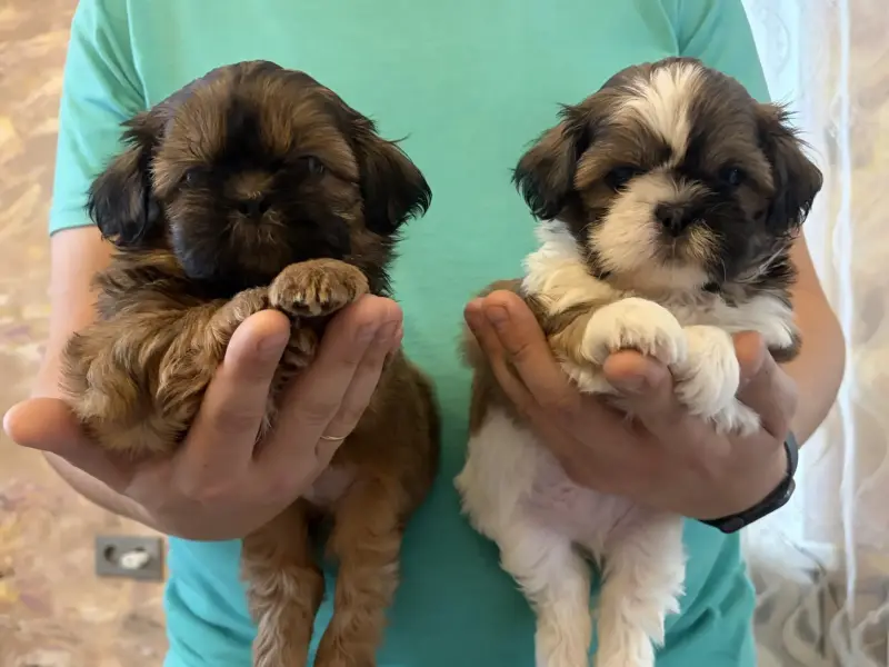 Ши-тцу мальчики
