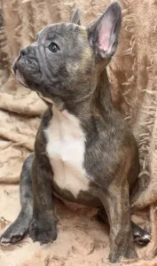 Щенки французского бульдога
