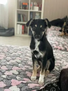 Собака Умнейшая Козявочка ждет свою семью