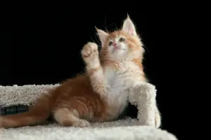 Девочка породы Мейн-кун