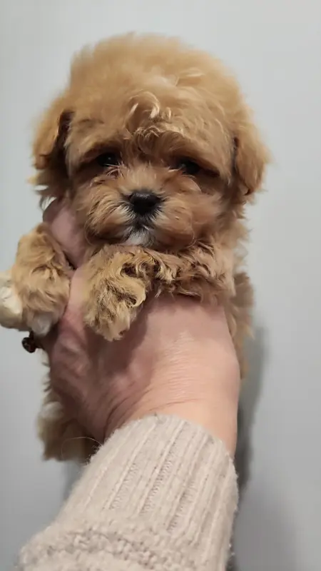 Мальтипу мини мальчик.Цена в рублях.