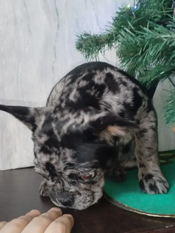 Собаки - Французский бульдог - Вся Беларусь - Фото 3 Французский бульдог - Вся Беларусь - 235101 - Доска объявлений Kupika.by - Фото 3