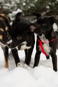 Собаке Крошечке очень нужен дом