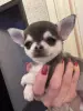 Девочка чихуахуа - Вся Беларусь - 233947 - Доска объявлений Kupika.by - Фото 2