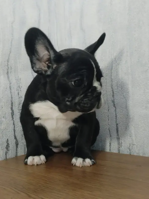 Французский бульдог - Вся Беларусь - 231986 - Доска объявлений Kupika.by - Фото 4