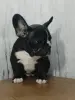 Французский бульдог - Вся Беларусь - 231986 - Доска объявлений Kupika.by - Фото 4
