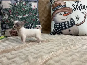 Чихуахуа мини девочка