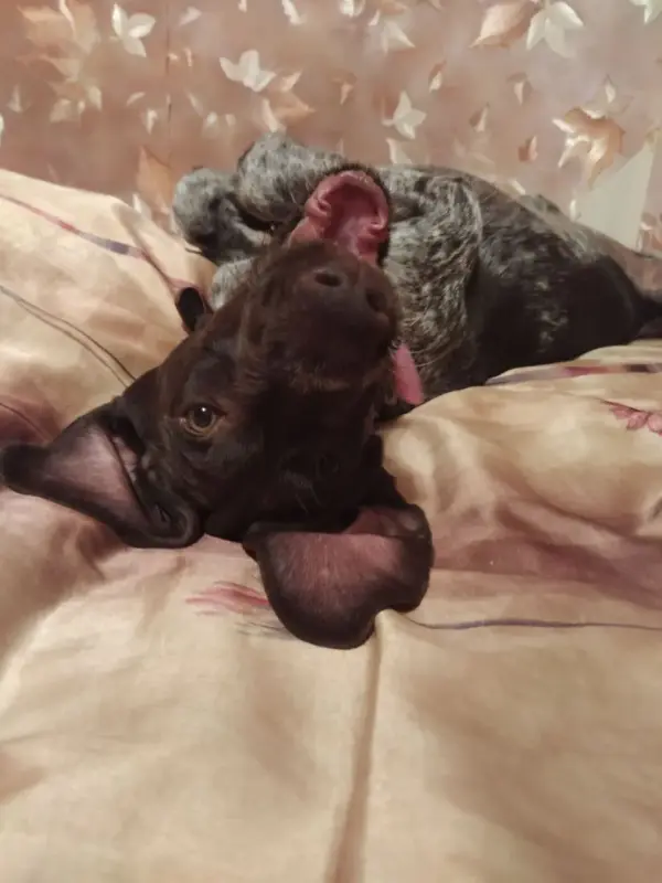 Собака - Дрогичин - 232745 - Доска объявлений Kupika.by - Фото 7