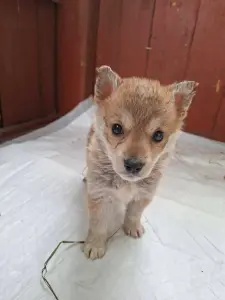 Щенки от домашней собаки в дар