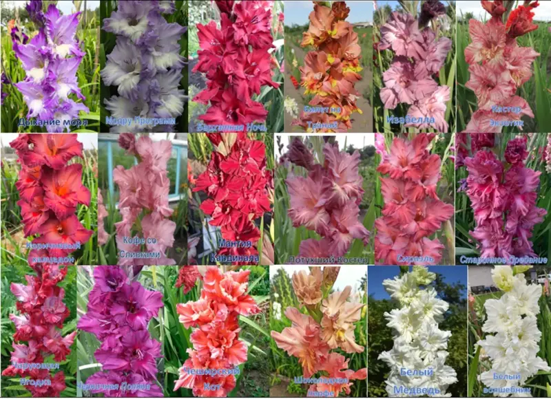 Семена и луковицы - Сортовые гладиолусы Российской и зарубежной селекции - Вся Беларусь - Фото 6 Сортовые гладиолусы Российской и зарубежной селекции - Вся Беларусь - 231779 - Доска объявлений Kupika.by - Фото 6