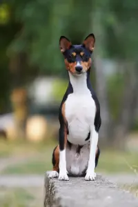 Щенки басенджи триколор