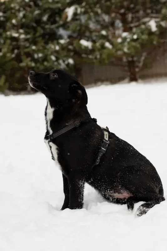 Собака Стрелочка ищет дом - Вся Беларусь - 233830 - Доска объявлений Kupika.by - Фото 3
