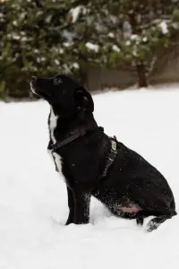 Собака Стрелочка ищет дом