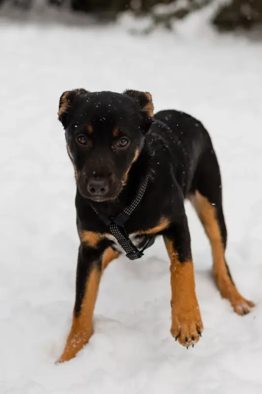 Собаке Шоколапке нужна семья