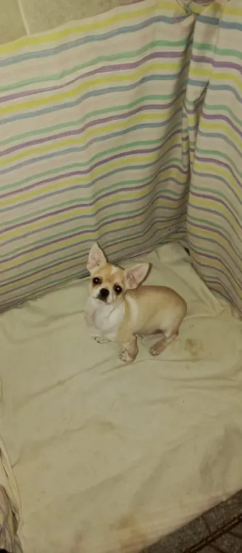 Собаки - Чихуахуа - Вся Беларусь Чихуахуа - Вся Беларусь - 234037 - Доска объявлений Kupika.by