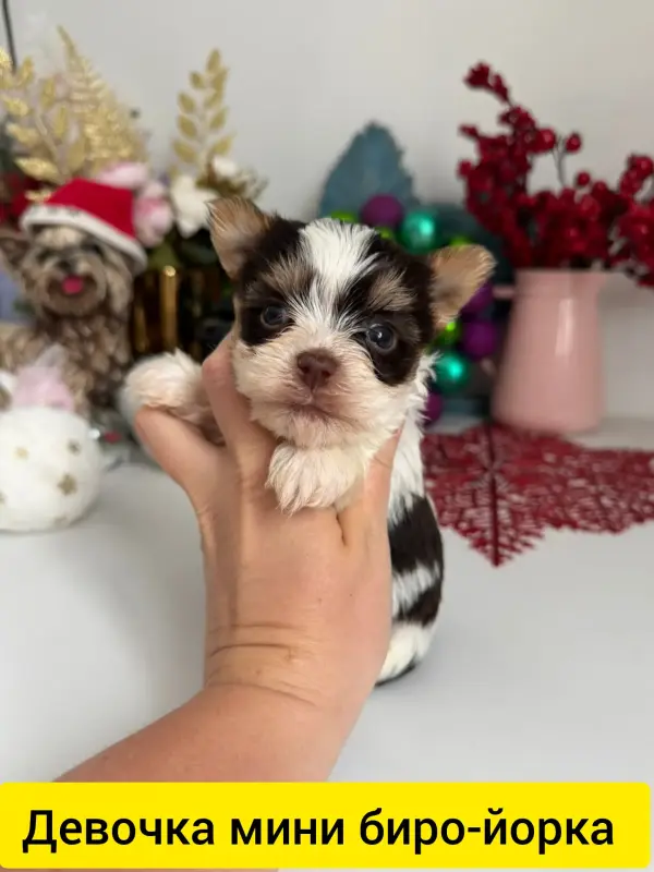 Девочка мини биро-йорка