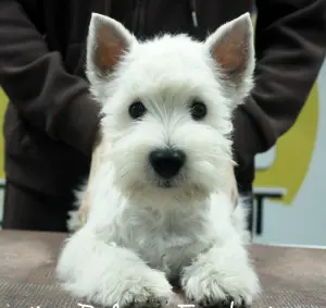 Щенок Вест Хайленд Уайт Терьер