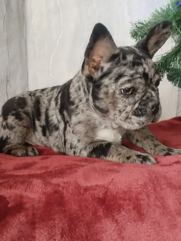 Собаки - Французский бульдог - Вся Беларусь - Фото 4 Французский бульдог - Вся Беларусь - 235101 - Доска объявлений Kupika.by - Фото 4