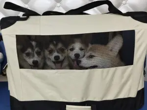 Щенки Вельш-Корги-Пемброк