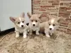 Щеночки корги - Вся Беларусь - 234800 - Доска объявлений Kupika.by - Фото 4