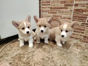 Щеночки корги