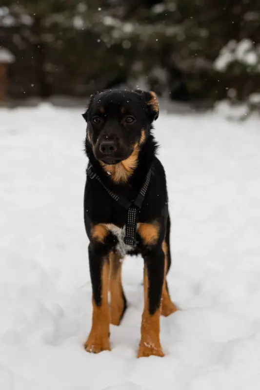 Собаке Шоколапке нужна семья - Вся Беларусь - 233826 - Доска объявлений Kupika.by - Фото 2