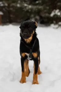 Собаке Шоколапке нужна семья