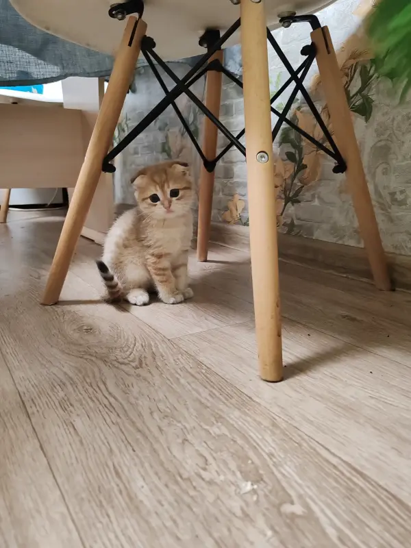 Котята - Вся Беларусь - 233350 - Доска объявлений Kupika.by - Фото 2