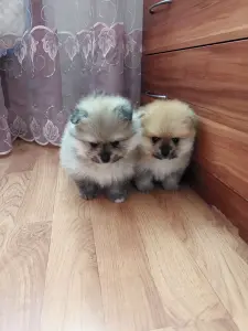 Щенки померанского шпица