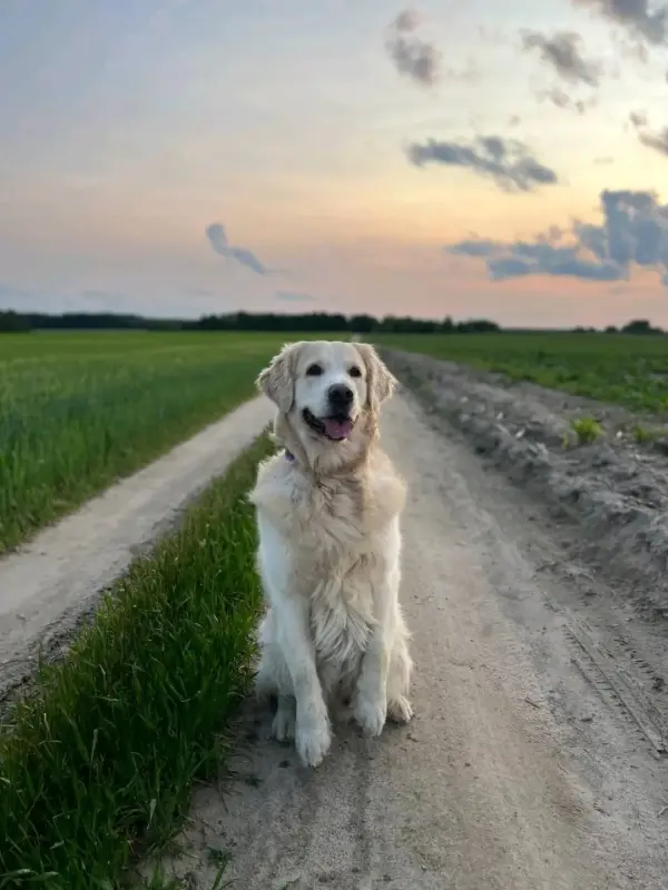 Щенки золотистого ретривера - Вся Беларусь - 233329 - Доска объявлений Kupika.by - Фото 4
