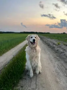 Щенки золотистого ретривера