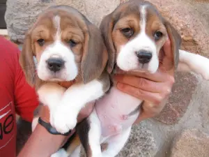 Бигль щенки